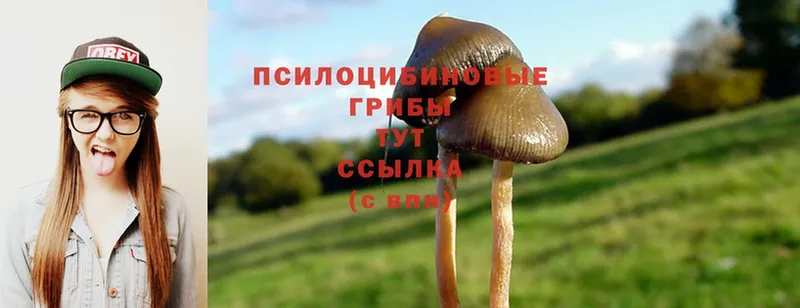 кракен как войти  Бобров  Псилоцибиновые грибы Magic Shrooms  как найти закладки 